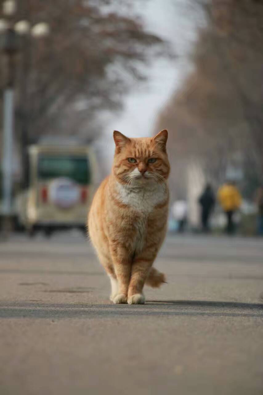 农业简单大气ppt模板,简约大气ppt制作教程