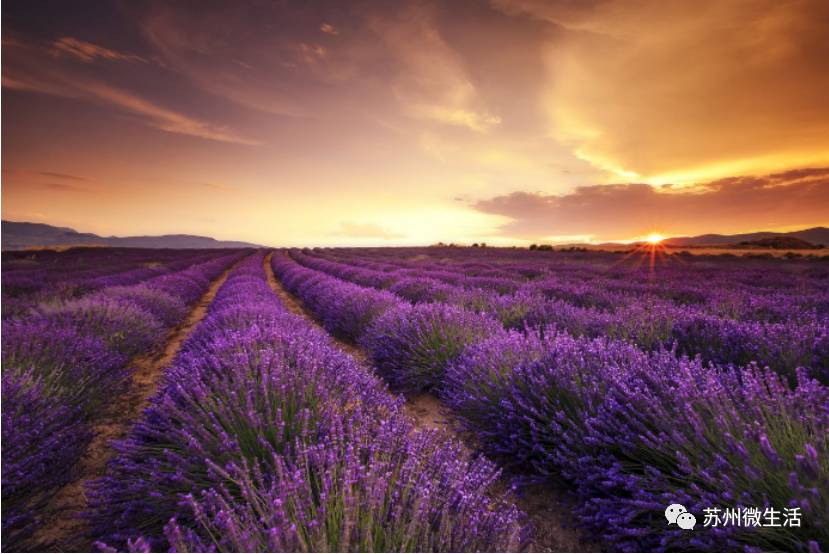 这个季节苏州有什么好玩的地方,目前苏州最好玩的地方是哪里