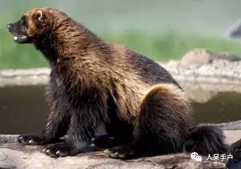 熊猫还是中国一级保护动物吗,秦金丝猴是国家一级保护动物