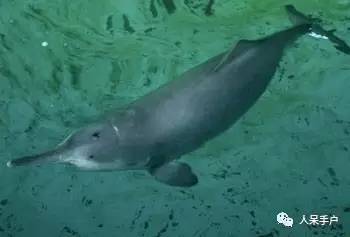 熊猫还是中国一级保护动物吗,秦金丝猴是国家一级保护动物