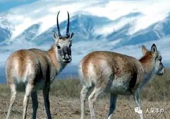 熊猫还是中国一级保护动物吗,秦金丝猴是国家一级保护动物