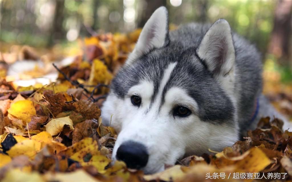 狗狗十大癌症,狗狗九大致命疾病