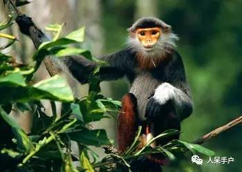 熊猫还是中国一级保护动物吗,秦金丝猴是国家一级保护动物