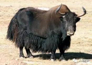 熊猫还是中国一级保护动物吗,秦金丝猴是国家一级保护动物