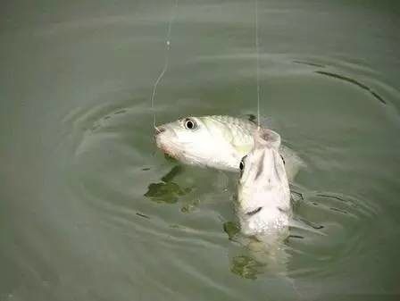 野钓调漂找底的最佳方法,野钓精确找底调漂视频