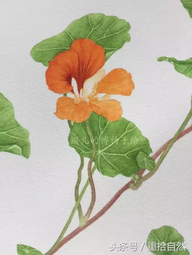 第三朵玫瑰｜鲜花饼里的“墨红”