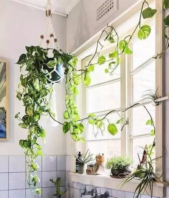 绿萝怎么摆放在墙上,摆在桌子上的绿萝