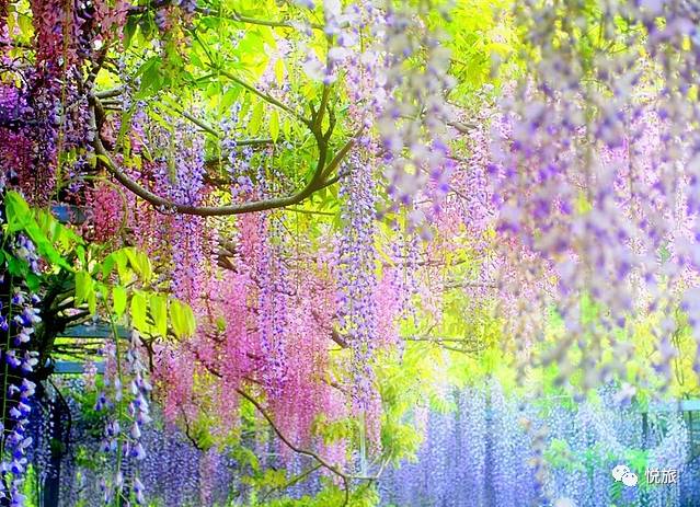 紫藤的四月美景,日本著名紫藤景点
