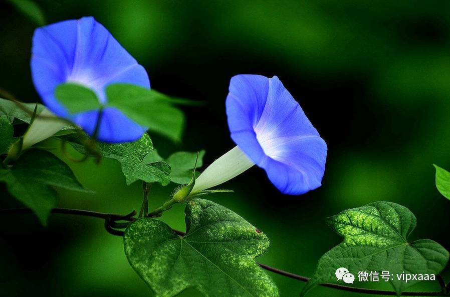 这13种开紫色花的花卉你认识几种,五种常见蓝色花