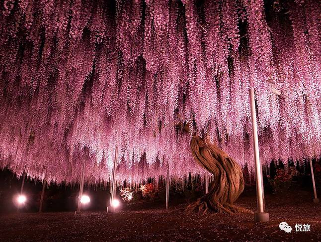 紫藤的四月美景,日本著名紫藤景点