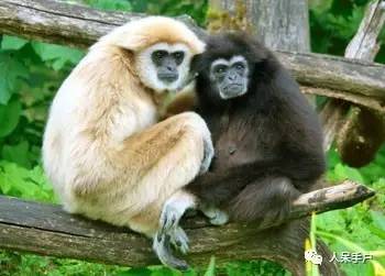 熊猫还是中国一级保护动物吗,秦金丝猴是国家一级保护动物