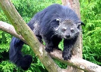 熊猫还是中国一级保护动物吗,秦金丝猴是国家一级保护动物