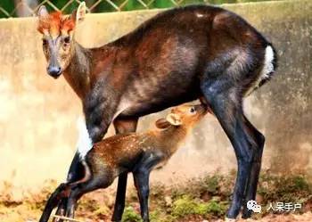 熊猫还是中国一级保护动物吗,秦金丝猴是国家一级保护动物