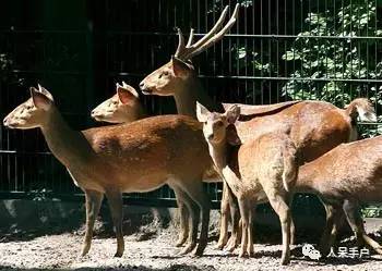 熊猫还是中国一级保护动物吗,秦金丝猴是国家一级保护动物