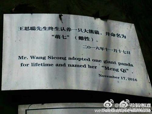 王思聪家养熊猫,王思聪的认养熊猫