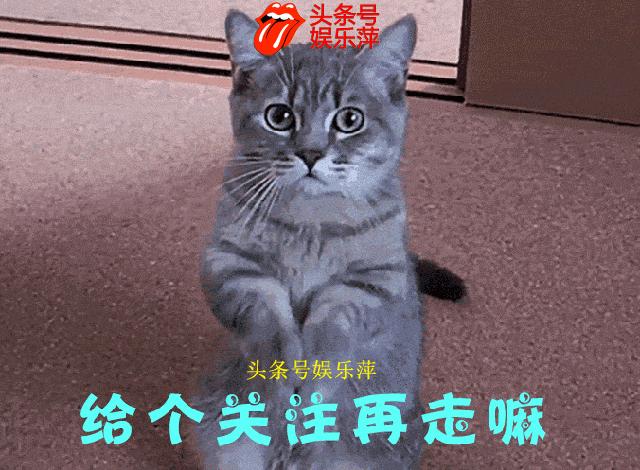 欧洲足球赛球员发挥欠佳，两只拉布拉多看不下去了，闯入球场