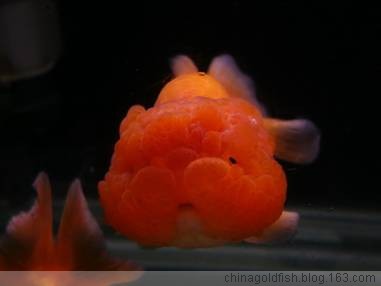 最好养的五种金鱼品种有哪些,金鱼什么品种又大又好看又养不死