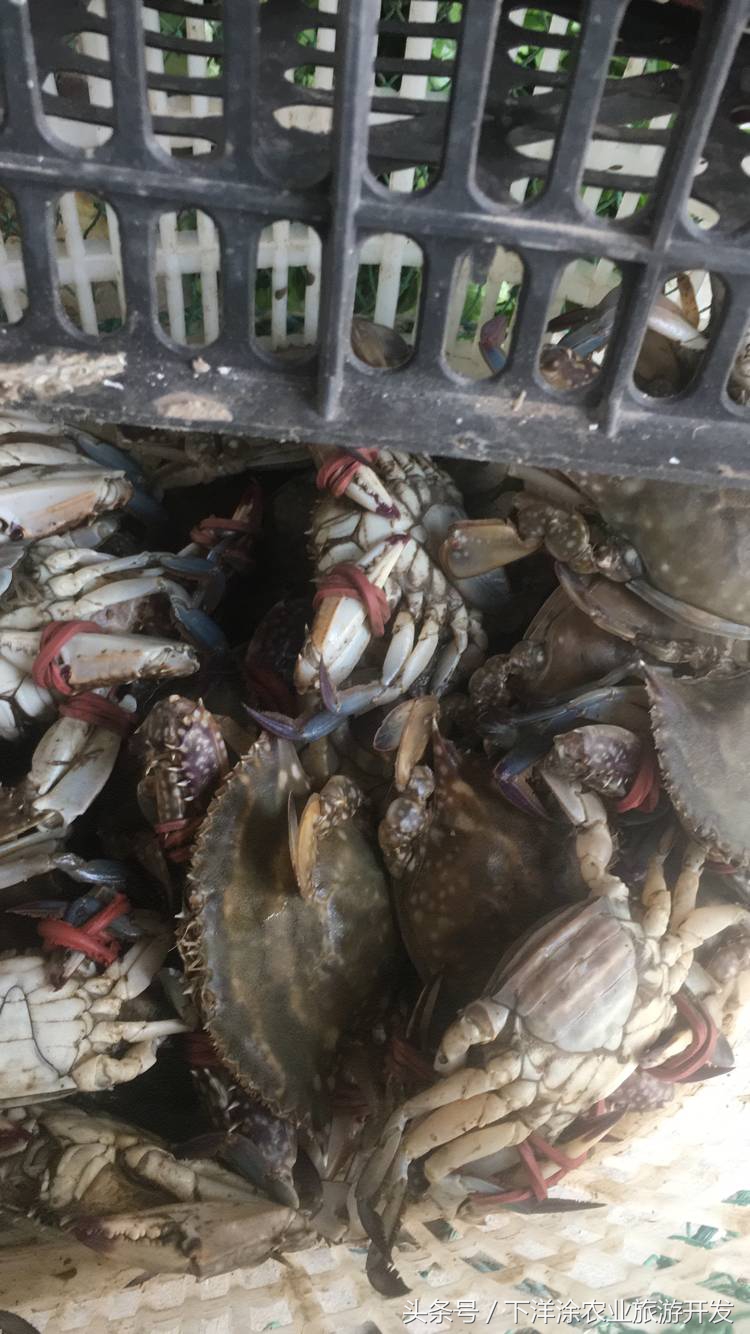 十里春风不如相约下洋涂，宁波不得不去的旅游胜地
