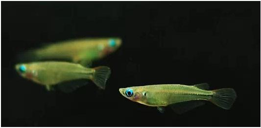 常见原生缸鱼,广西常见原生鱼