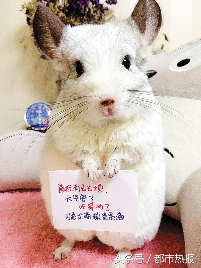 举牌卖萌，这两只龙猫自赚生活费