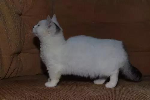 最全的猫的品种你都知道吗,全品种猫