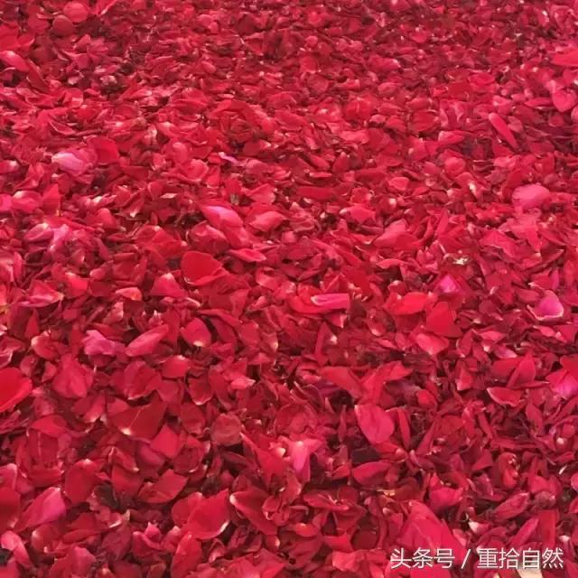 第三朵玫瑰｜鲜花饼里的“墨红”