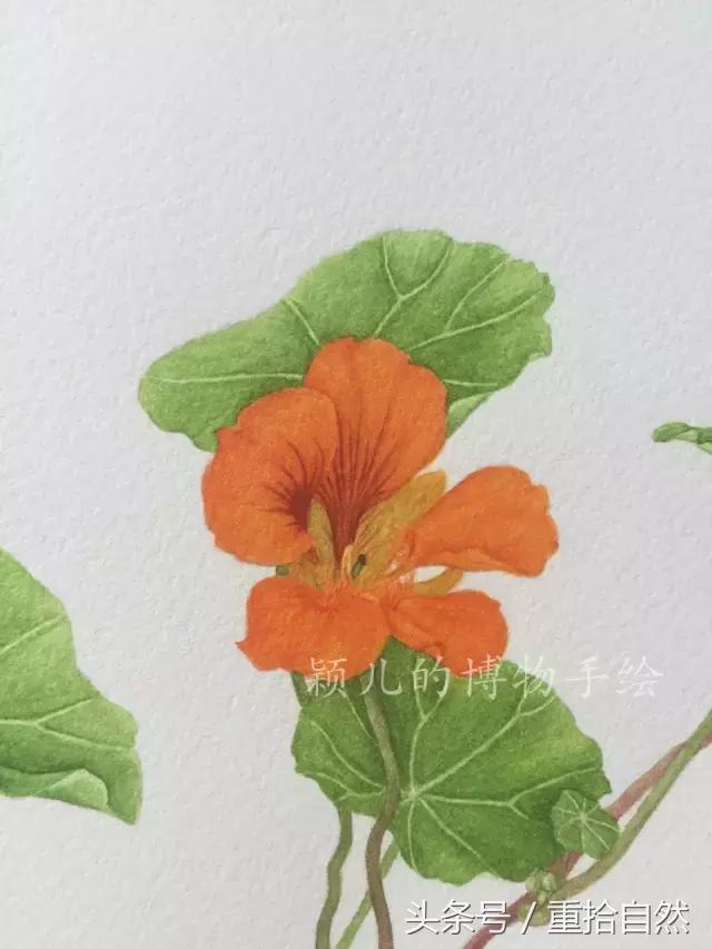 第三朵玫瑰｜鲜花饼里的“墨红”