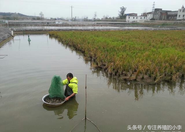 养殖一亩地的泥鳅一年能赚多少钱,人工养泥鳅一亩能赚多少钱利润