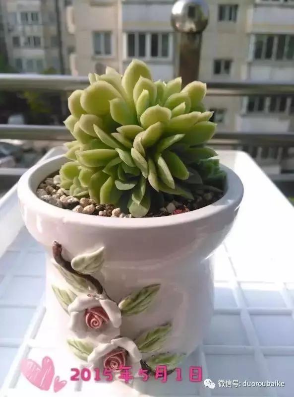 一株多肉治愈整个人心,一棵多肉的逆袭