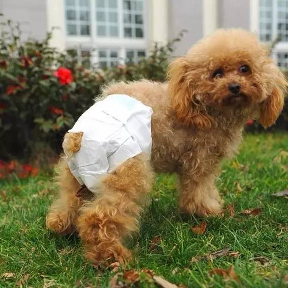 小区很多野狗,小区到处都是狗粑粑谁来管