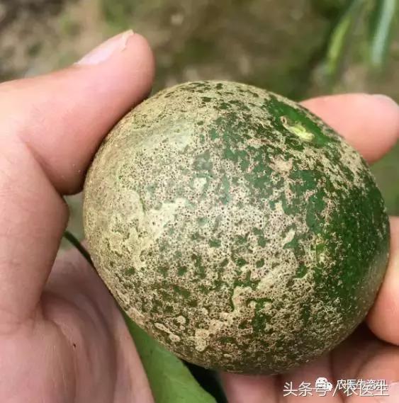 种丝瓜露天病害要什么药水防治,丝瓜炭疽病和角斑病的区别