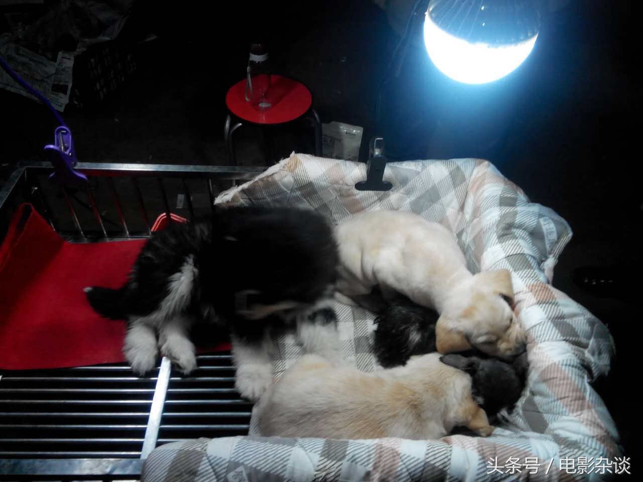 北京行行出状元，没有想到卖宠物也能发家！