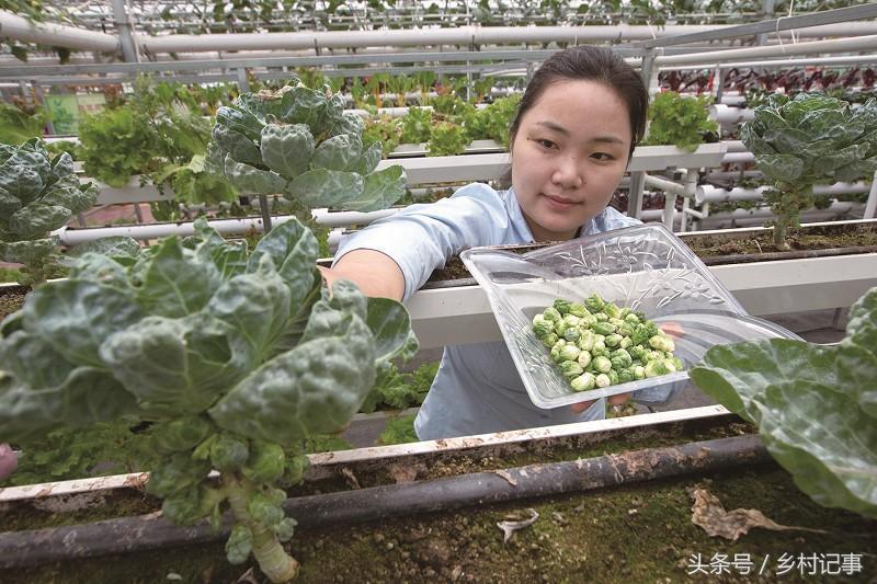 种植蔬菜卷心菜 (自家种的纯天然无公害黄花卷心菜)
