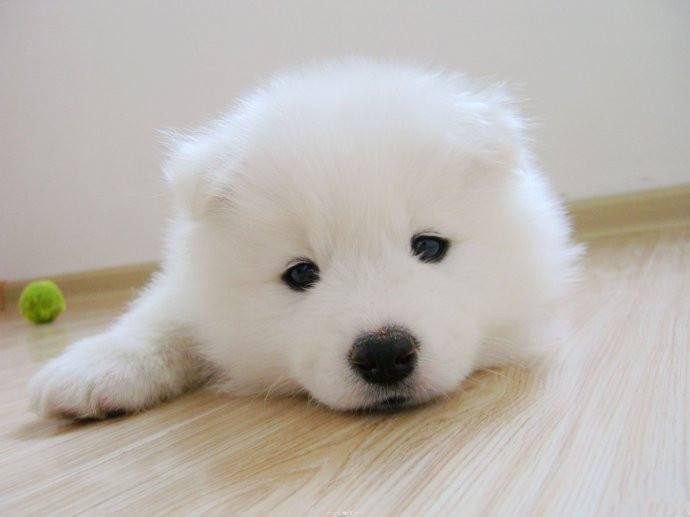 如何避免买到星期狗和病狗,怎么样辨别狗市场的星期狗