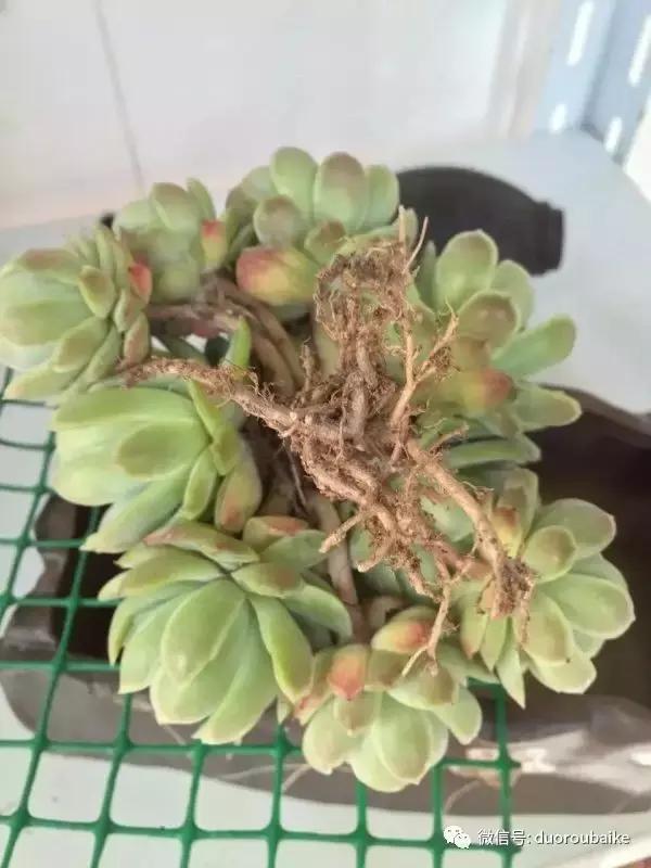 一株多肉治愈整个人心,一棵多肉的逆袭