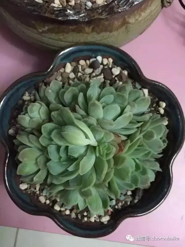 一株多肉治愈整个人心,一棵多肉的逆袭