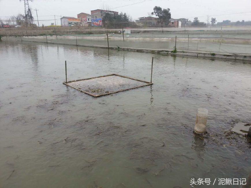 泥鳅养殖场需要注意的问题及对策,影响泥鳅养殖成活率的因素