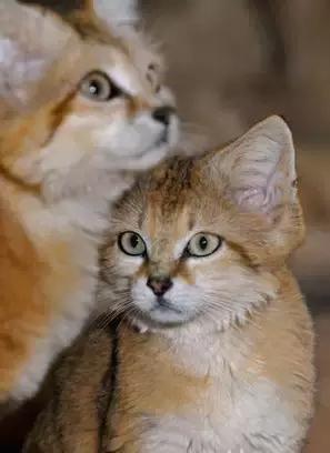 最全的猫的品种你都知道吗,全品种猫