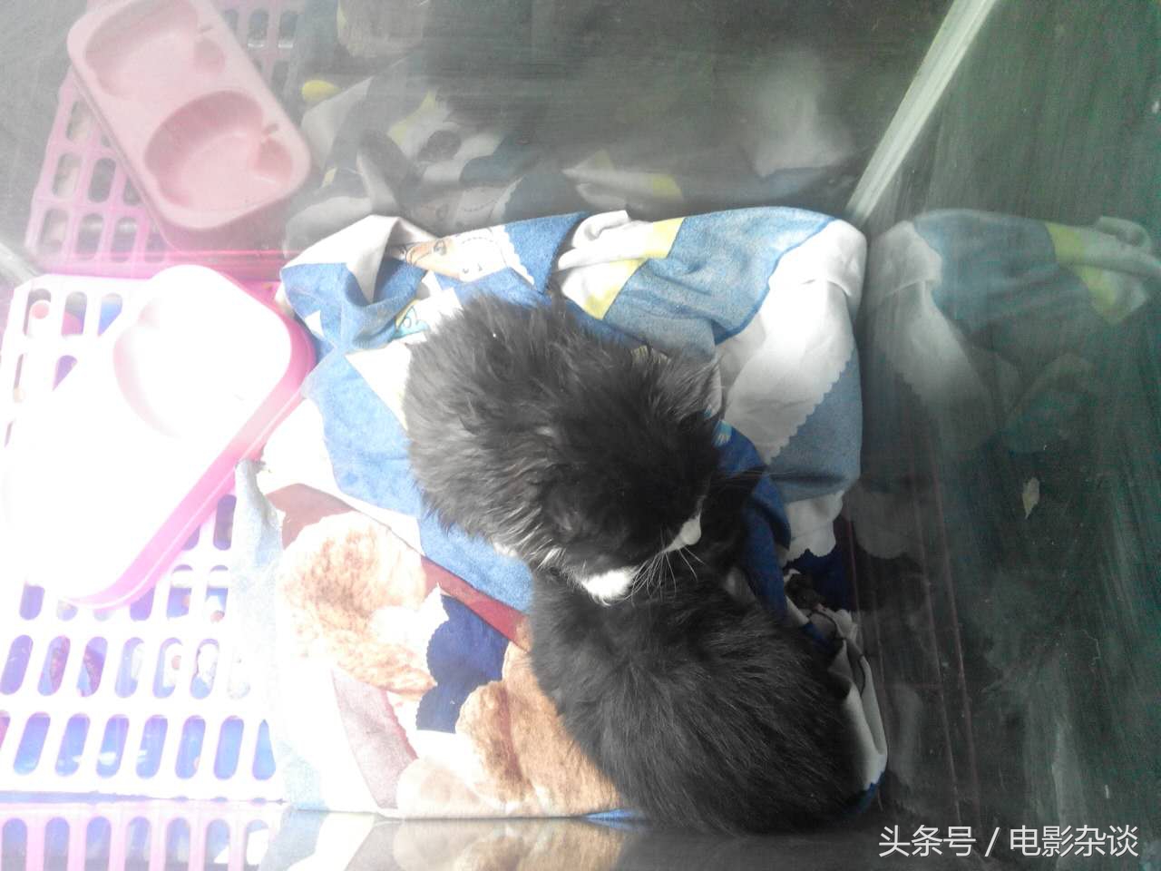 北京行行出状元，没有想到卖宠物也能发家！