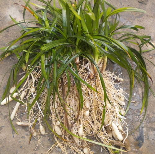 麦冬的食用方法和保健功能,麦冬是滋阴还是生津