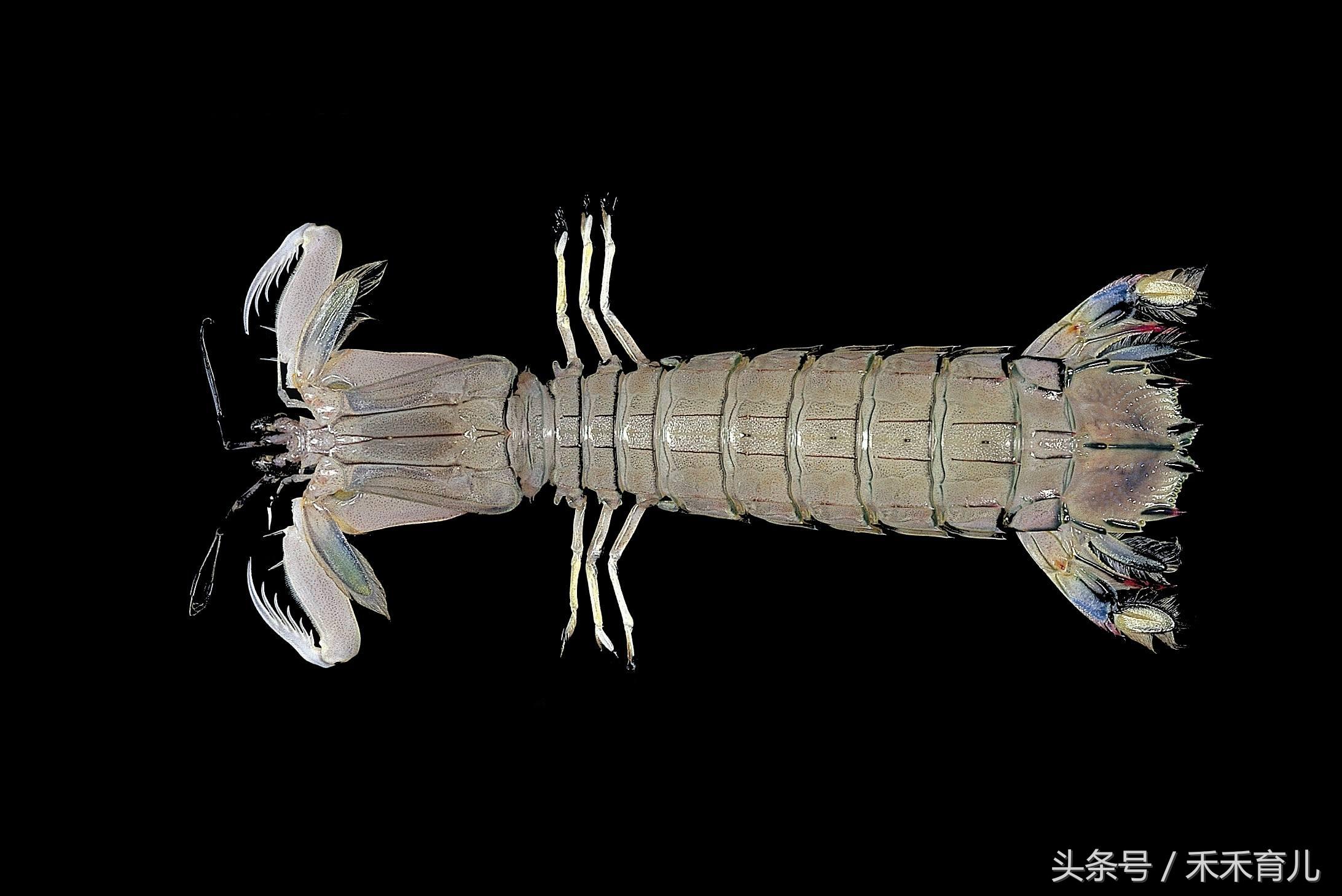 孕期食谱虾的做法,孕期有营养的菜谱