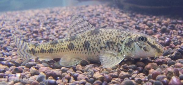 常见原生缸鱼,广西常见原生鱼