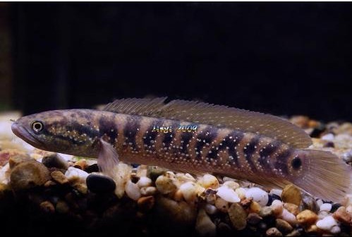 常见原生缸鱼,广西常见原生鱼