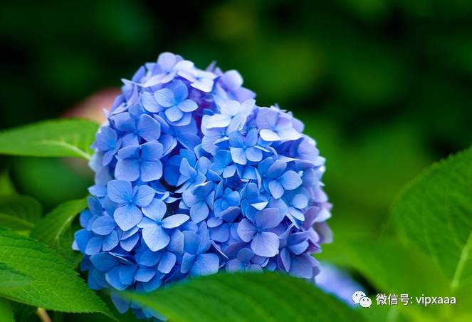 这13种开紫色花的花卉你认识几种,五种常见蓝色花