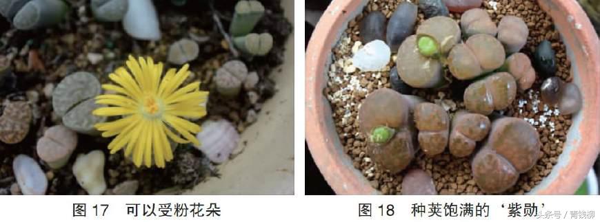 生石花土养怎么消毒,生石花上盆怎么养护