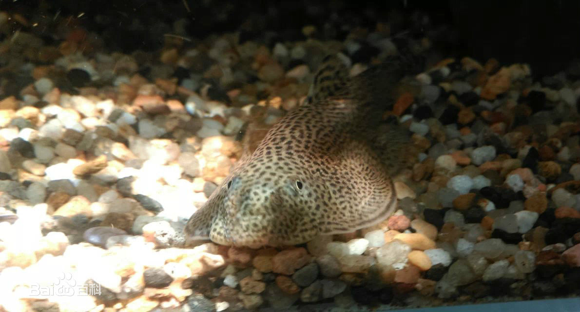 常见原生缸鱼,广西常见原生鱼