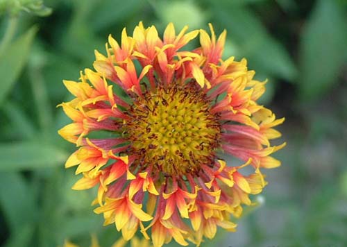 这些花长得极丑镇宅又养人,这些不起眼的花你见过吗