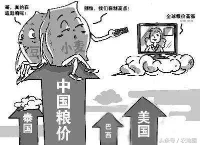 今年的玉米为什么降价,今年玉米价格暴跌原因