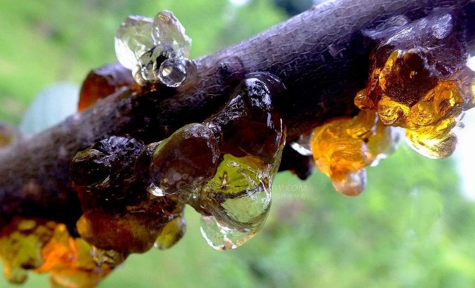 它被叫做美人泪，是桃树分泌的树脂，竟然能够稳血糖，降血脂