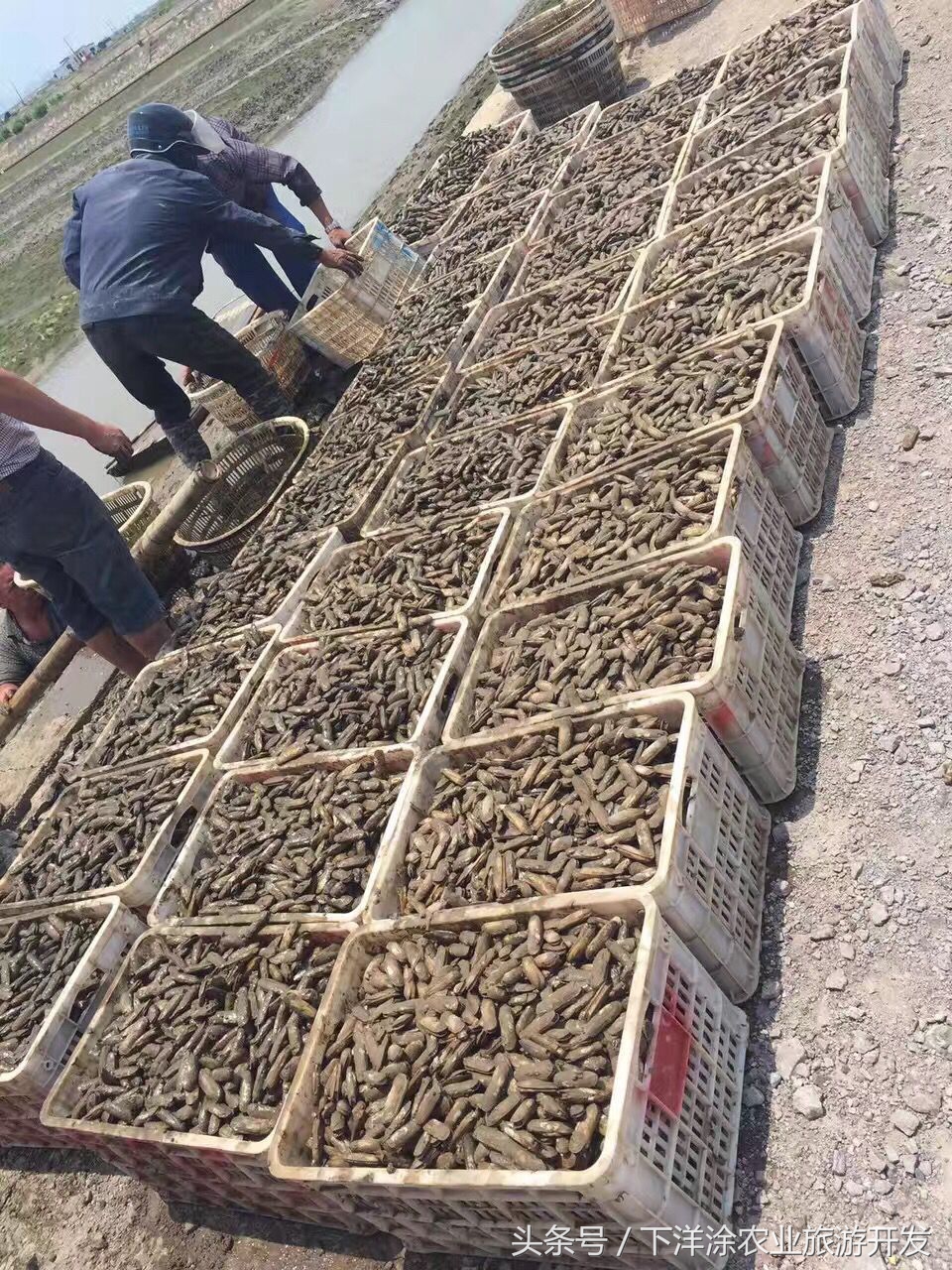 十里春风不如相约下洋涂，宁波不得不去的旅游胜地
